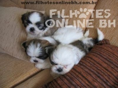 Schnauzer - Canil Filhotes On Line BH