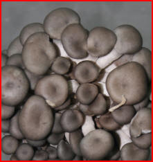COGUMELOS SHIMEJI, SHITAKE, PARIS E OUTROS