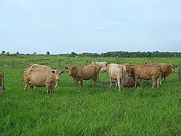 CONSÓRCIO DE IMÓVEL RURAL SEM JUROS