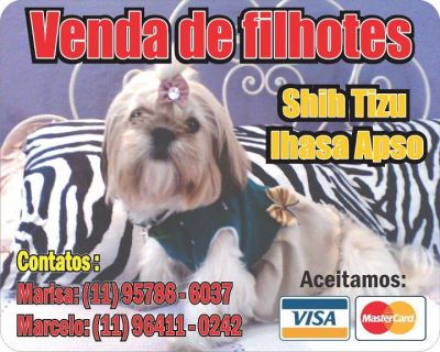 VENDA DE FILHOTES DE SHIH TZU E LHASA APSO