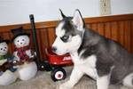 lindo filhote de cachorro Husky Siberiano