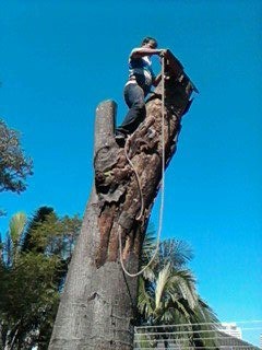 Corte e poda de árvores 