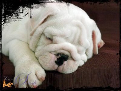 bulldog inglês macho