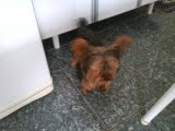 Yorkshire terrier  macho R$500