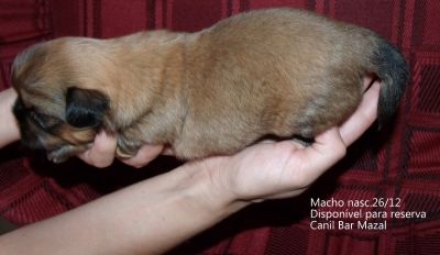 Filhotes de shih tzu