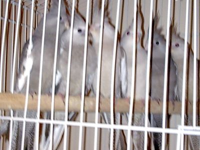 Calopsitas para vendas