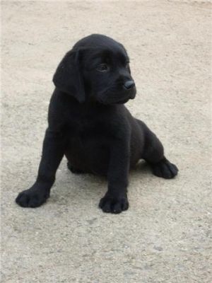 Retriever do Labrador Pretos e Chocolates