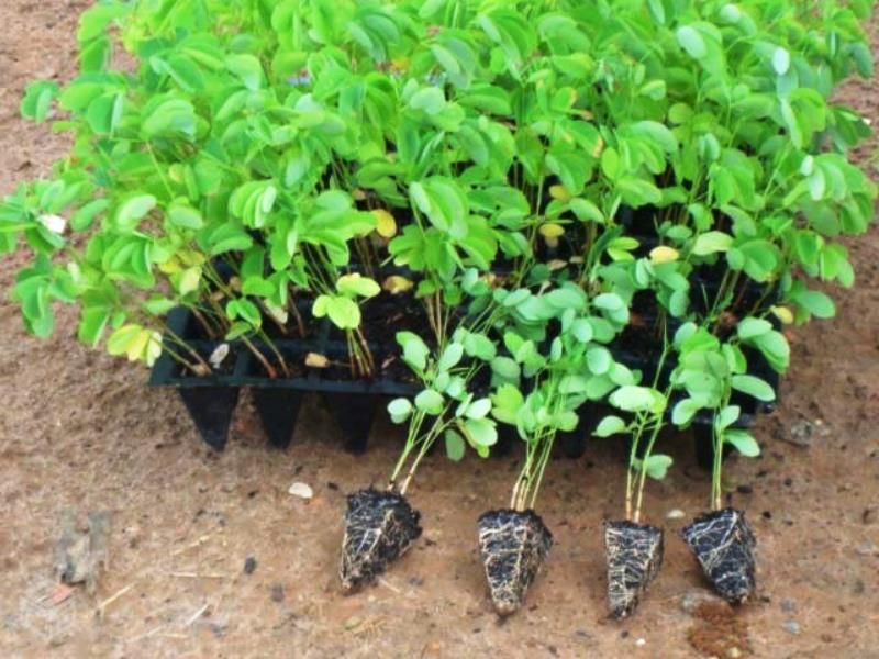 Cerca Viva (Sansão do Campo) por apenas R$0,47 á muda