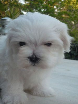 Filhotes Machinhos de Maltês Ursinho