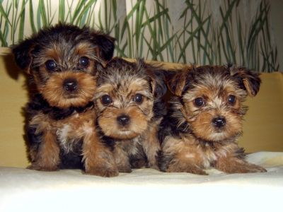 Yorkshire com Pedigree