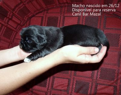 Filhotes de shih tzu