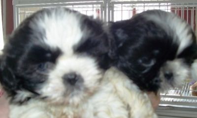 Cachorros, filhotes, raça, shih tzu, Porto Alegre,