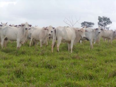 Fazenda na Zona Rural de Názario-GO cod.24
