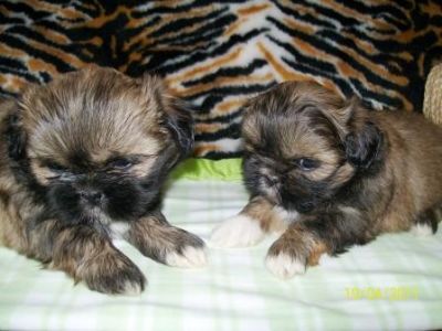 Filhote, shih tzu, Porto Alegre, Pet Shop,