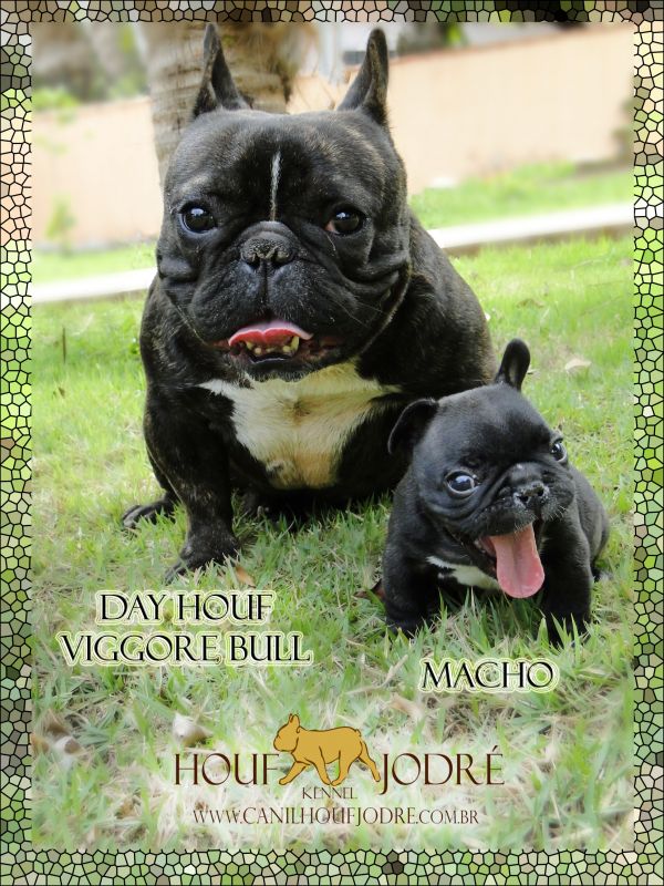 Bulldog Francês Microchipado, Pequeno e Compacto, Filho de Campeão, Pedigree CBKC