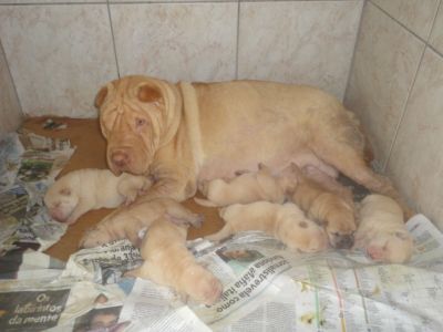 filhotes de shar-pei