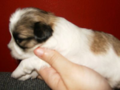 Lindos Machos de Lhasa de excelente linhagem