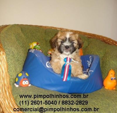 LHASA APSO Machinho