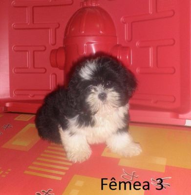Filhote de Lhasa Apso - Promoção