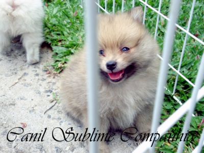 Spitz Alemão / Lulu da Pomerania - Filhotes com Pedigree a venda