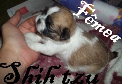 Canil Simon Bel  raças pequenas e gigantes 