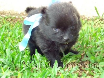 Spitz Alemão / Lulu da Pomerania - Filhotes com Pedigree a venda