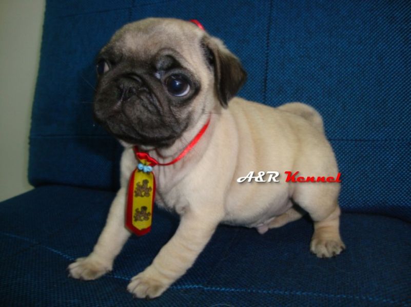 Pug filhotes em Curitiba - lindos machos e fêmeas com pedigree