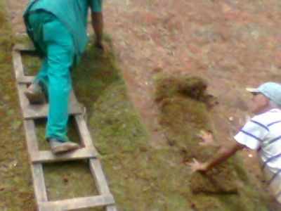 grama para jardim ,11-2303-5217,07303-3441