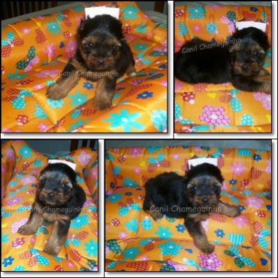 Poodle - Lhasa Apso - Shih-Tzu - Yorkshire