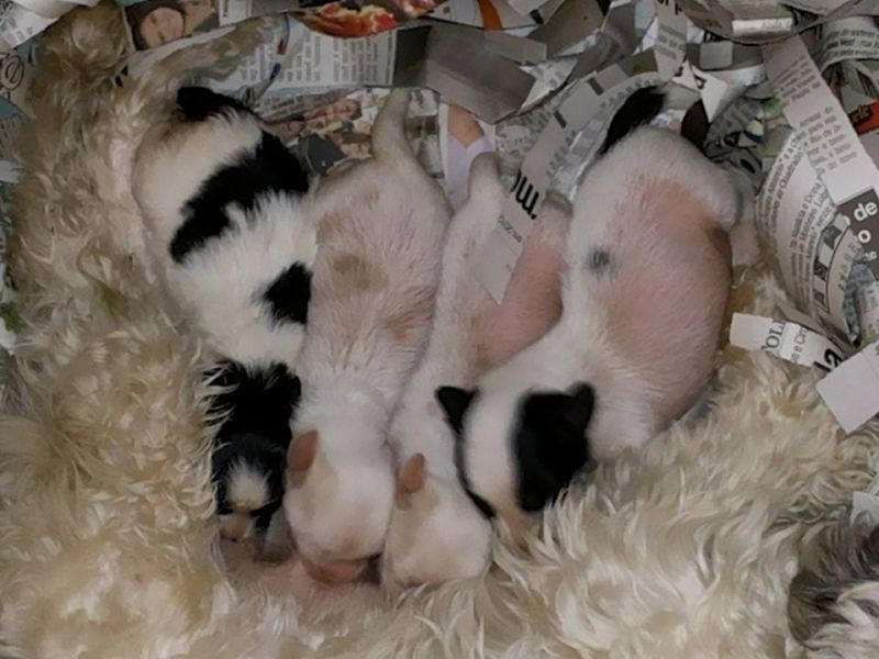 Filhotes de Cão de crista chinez