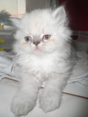 Filhotes de Persa Diaponíveis