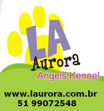 Bichon Frise, Coton de Tulear, maltês e West Terrier - filhotes com pedigree